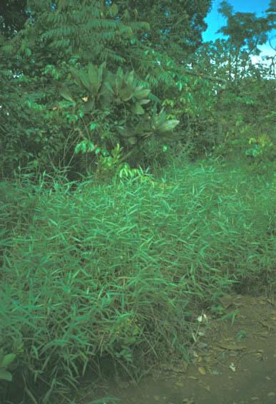 Alguns casos importantes: gramíneas africanas no cerrado U.