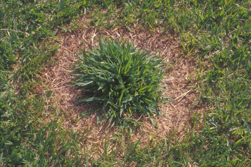 Efeito alelopático de U. decumbens Evidência de substâncias alelopáticas em U. decumbens a) inibição da germinação de espécies-padrão (alpiste e alface) e M. minutiflora por sementes de U.