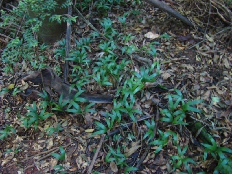 Outro caso bem próximo: palmeira australiana na Reserva do IB RFIB-USP : fragmento remanescente de Floresta Atlântica de Planalto, em ambiente urbano pequeno (10,2 ha),