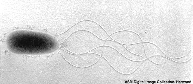 4. Mecanismos Bioquímicos Quanto a origem: Próprio inseto; Simbiontes (potencialmente importante, mas pouco explorado);