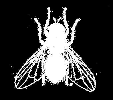 2. Mecanismos Comportamentais Mosca-chifre: Resistência comportamental do tipo estímulo-dependente (irritabilidade) a piretróides (85x; Lockwood et