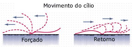 Cílios Funções: locomoção (paramécios, oviduto) e remoção de impurezas (células da traqueia).