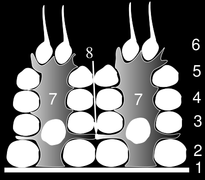 Hormonas Hipofisárias Hipófise Anterior - FSH (Hormona de estimulação folicular) Sexo masculino Estimula a maturação de células germinais. Induz o início da espermatogénese.