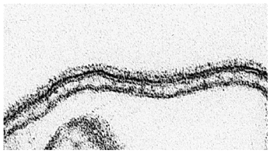 Introdução a Membranas Biológicas Composição e arquitetura CARACTERÍSTICAS Impermeáveis à maioria dos solutos polares ou