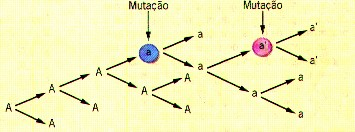 Alelos Multiplos - Polialelismo Herança determinada por 3 ou mais alelos que condicionam um só caráter, obedecendo os padrões mendelianos.