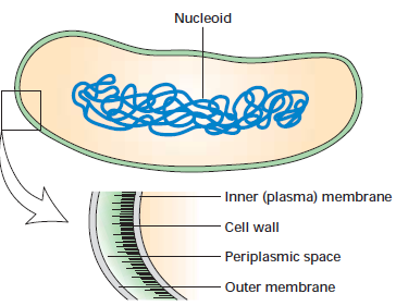 Procariotos x Eucariotos ribossomos Nucleóide citoplasma Membrana nuclear.