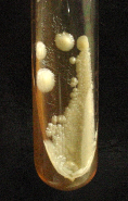 19 (Fonte: CEMM, 2002) Figura 01. Blastoconídios de Malassezia pachydermatis, com formato oval e apresentando colarete. As colônias de Malassezia spp.