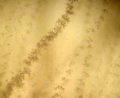 31 (Fonte: CEMM, 2005) Figura 06. Microcultivo de levedura em placa de Petri. A B C (Fonte: CEMM, 2005) Figura 07. Micromorfologia Candida albicans: A. Blastoconídios dispostos em cachos; B/C.