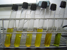 35 Gli Mal Gal B A (Fonte: CEMM, 2005) Figura 13. A. Teste de fermentação positiva para glicose (Gli), maltose (Mal) e galactose (Gal); B. Bolha de gás carbônico no interior do tubo de Durhan.