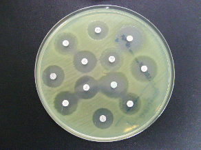 40 Com relação ao método da difusão em disco, este teste é muito utilizado para bactérias e apresenta boa reprodutibilidade e eficácia para determinar a sensibilidade de leveduras (Figura 18) (MEIS