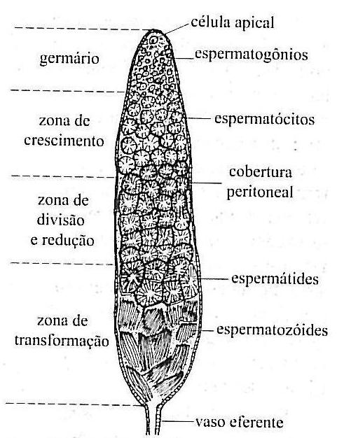 Células reprodutoras Seção