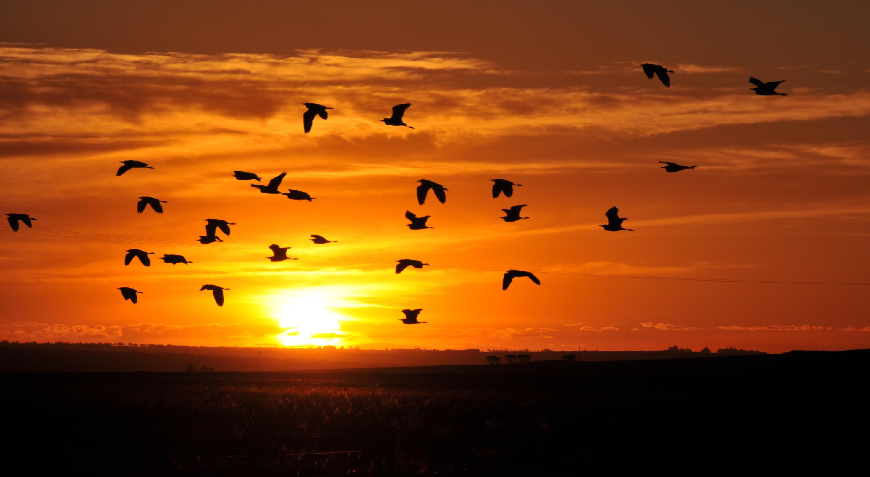 O Pantanal Uma das maiores áreas úmidas contínuas do planeta Patrimônio Nacional (CF/88) Patrimônio da