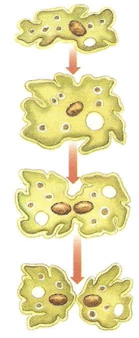 Reprodução A forma mais comum de reprodução dos ameboides é a assexuada,
