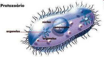 2. PROTOZOÁRIOS COM CÍLIOS São dotados de cílios (protozoários ciliados) filamentos de