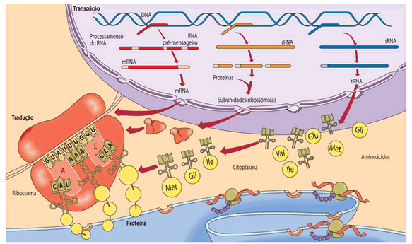 Síntese Proteica A principal função exercida pelo trna na síntese de proteínas é o transporte específico dos aminoácidos de acordo com a sequência determinada pelo mrna através do ribossomo que, por