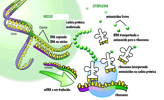 Introdução A partir o processo de transcrição 3 tipos de RNAs são formados: mrna; rrna; trna; Formam-se os transcritos primários, que são