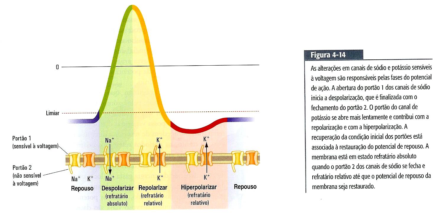 Potencial de