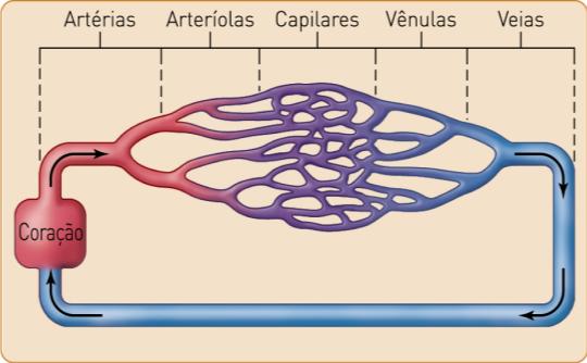 líquidos; 2) um sistema de tubos, canais ou outros espaços para o líquido circular; e 3) o líquido que circula pelo sistema.