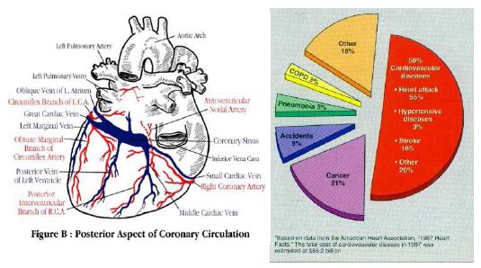 Hipertensão Arterial Sistêmica Aumento persistente da pressão arterial acima dos limites de normalidade.