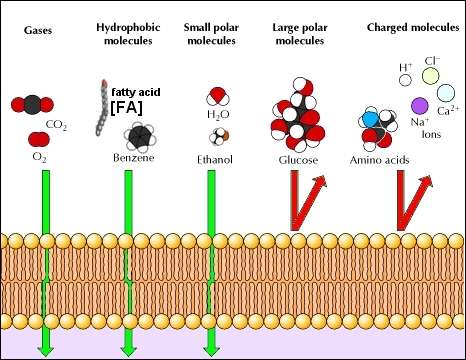 Permeabilidade das