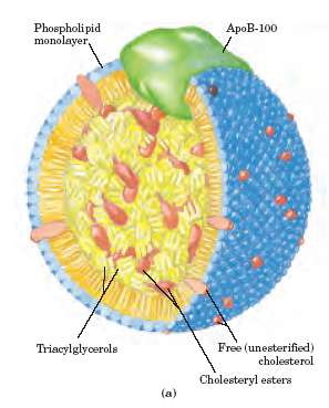 Transporte de Lipídeos pela Circulação Sanguínea Lipídeos são transportados por lipoproteínas