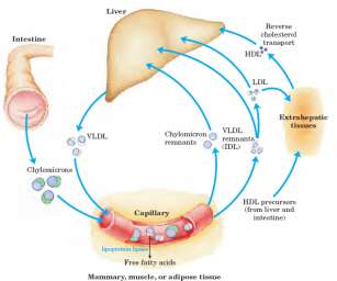 HDL A HDL é captada pelos hepatócitos No Fígado o Colesterol é Excretado por meio de sua conversão a Sais Biliares.
