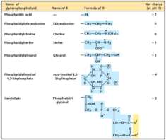 Ácido Graxo Ponto de Fusão Cis x Trans Cis-9-octadecenoic acid (Oleic acid)