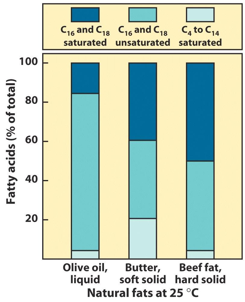 Composição em ácidos gordos de três gorduras alimentares Saturado C 16 e C 18 Insaturado C 16 e C 18 Saturado saturado C 4 a C 14