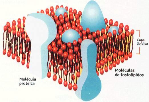 LÍPIDOS LÍPIDEOS RELACIONADOS COM ÁCIDOS GRAXOS.- 2.1.- GLICEROFOSFOLÍPIDEOS (ou FOSFOGLICERIDEOS).