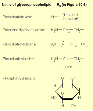 LÍPIDOS DE MEMBRANA GLICEROFOSFOLIPIDEOS.