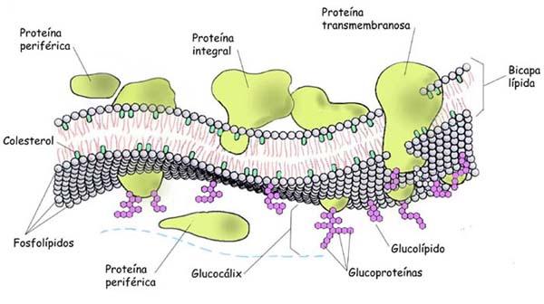 Proteínas formadoras de membranas integrais e periféricas a) Funções transporte de nutrientes e ions b) Ligação a