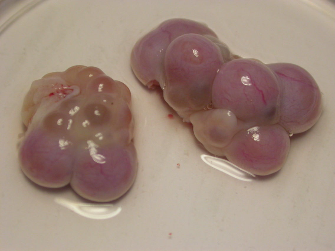 30 Figura 3 Ovário de fêmea suína pré-púbere com presença de folículos antrais. Figura 4 Ovário de matriz suína com presença de folículos antrais e corpo lúteo.