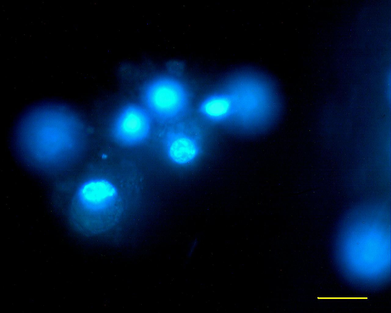34 granulosa. Eppig (1992) relatou em seu estudo uma dispersão das células da granulosa durante o cultivo in vitro de folículos isolados enzimaticamente. Tal fato foi observado por Kerong et al.