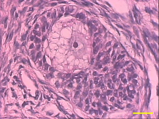 39 o c c Figura 15 Corte histológico (HE). Folículo secundário de marrã pré-púbere. Ovócito (o) circundado por mais de uma camada de células da granulosa de forma cubóide (c).