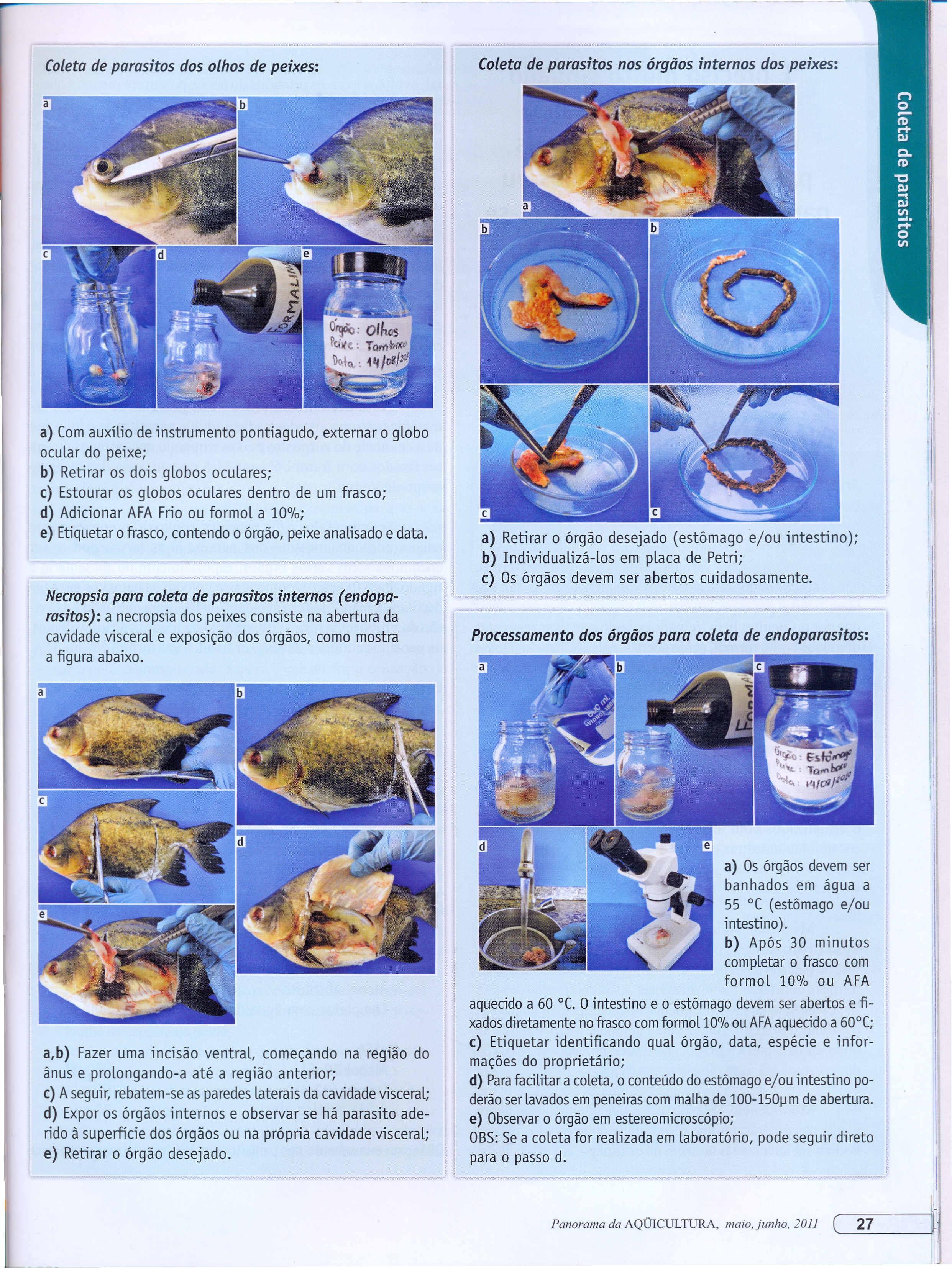 a) Com auxílio de instrumento pontiagudo, externar o globo ocular do peixe; b) Retirar os dois globos oculares; c} Estourar os globos oculares dentro de um frasco; d) Adicionar AFA Frio ou formol a