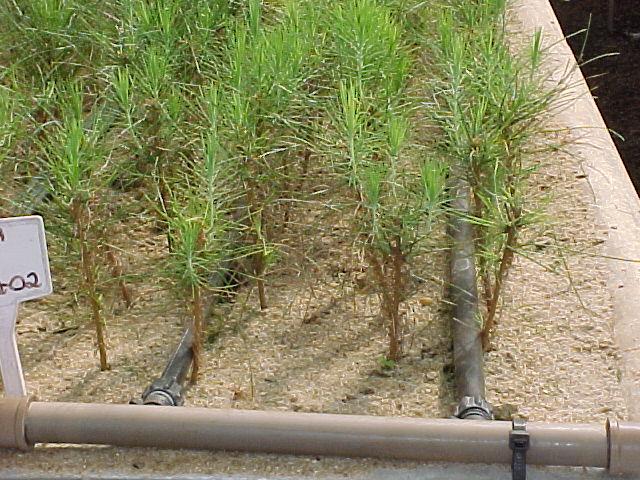 Mini-estaquia Obtidas a partir de mudas de macroestacas Minicepas de Pinus Enraizamento em casa-de-vegetação (15 dias) Casa-de-sombra (10 dias)