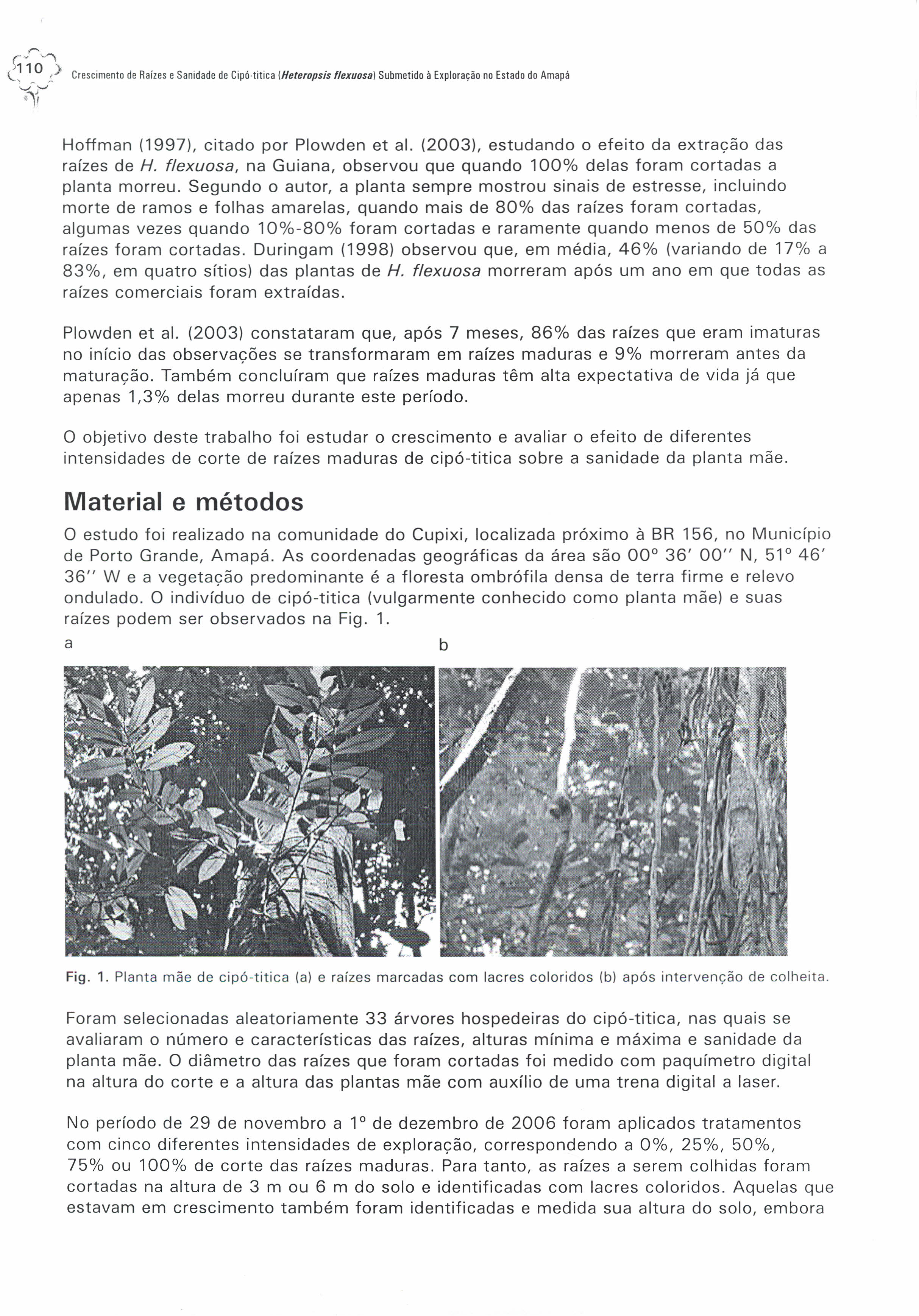 ,... r:' ~, é110,> Crescimento de Raízes e Sanidade de Cipó-titica IHeteropsis flexuosa) Submetido à Exploração no Estado do Amapá ~~'-',-",'- '" Hoffman (1997), citado por Plowden et ai.