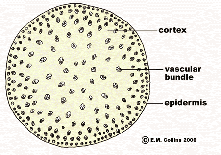 3. tecidos vasculares sob