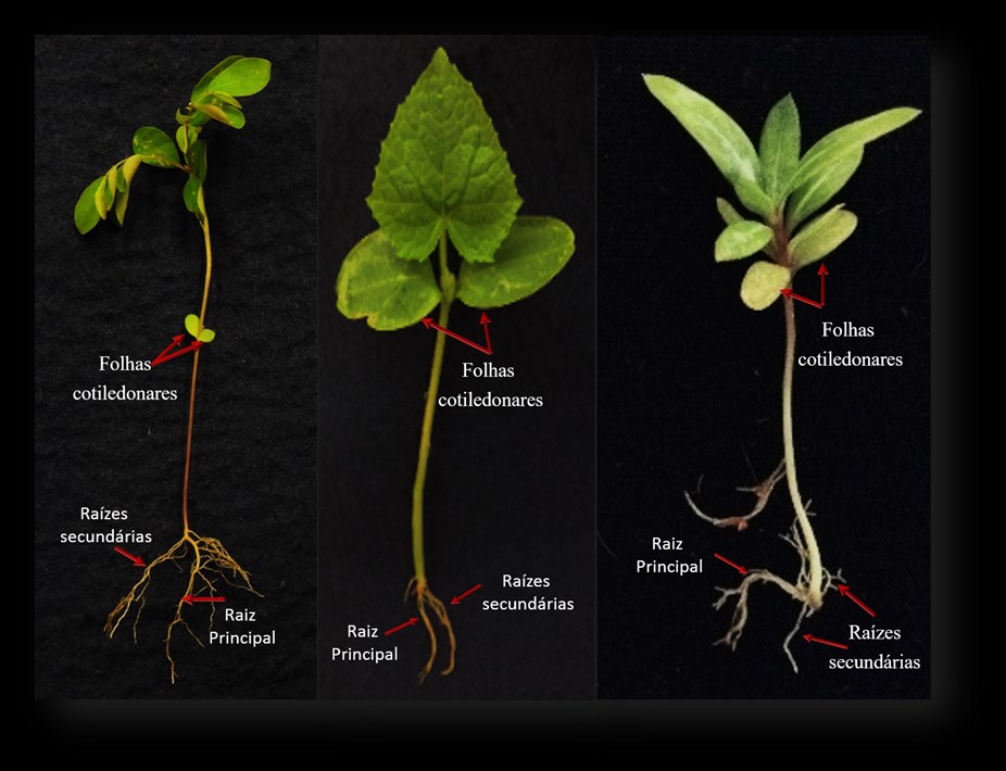 Morfologia da raiz de plantas com sementes s s s Figura 2 Plântula ou seedling de feijão evidenciando o desenvolvimento do sistema radicular e da parte aérea O desenvolvimento da