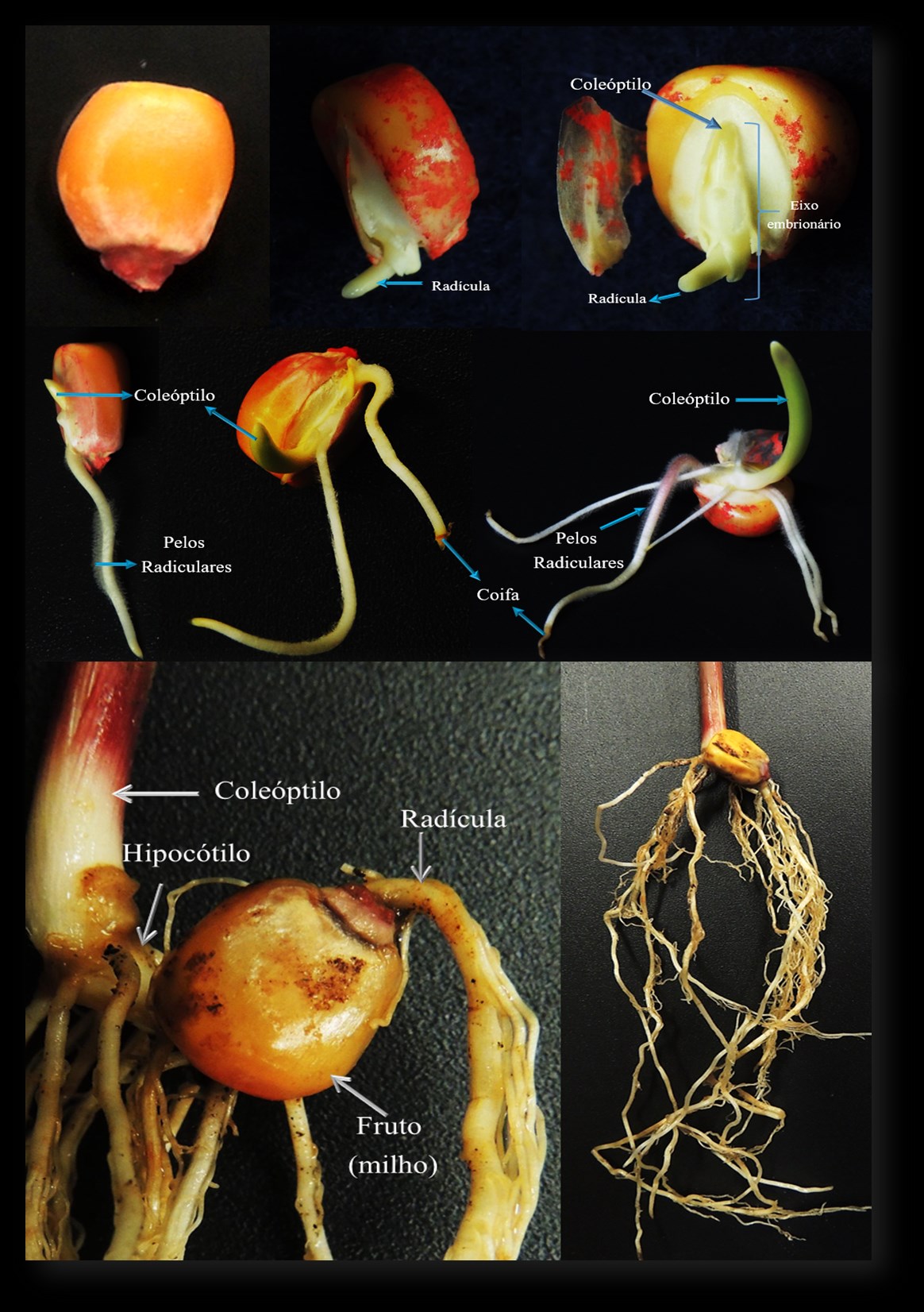 Morfologia da raiz de plantas com sementes Figura 5 Fases do desenvolvimento da plântula de milho