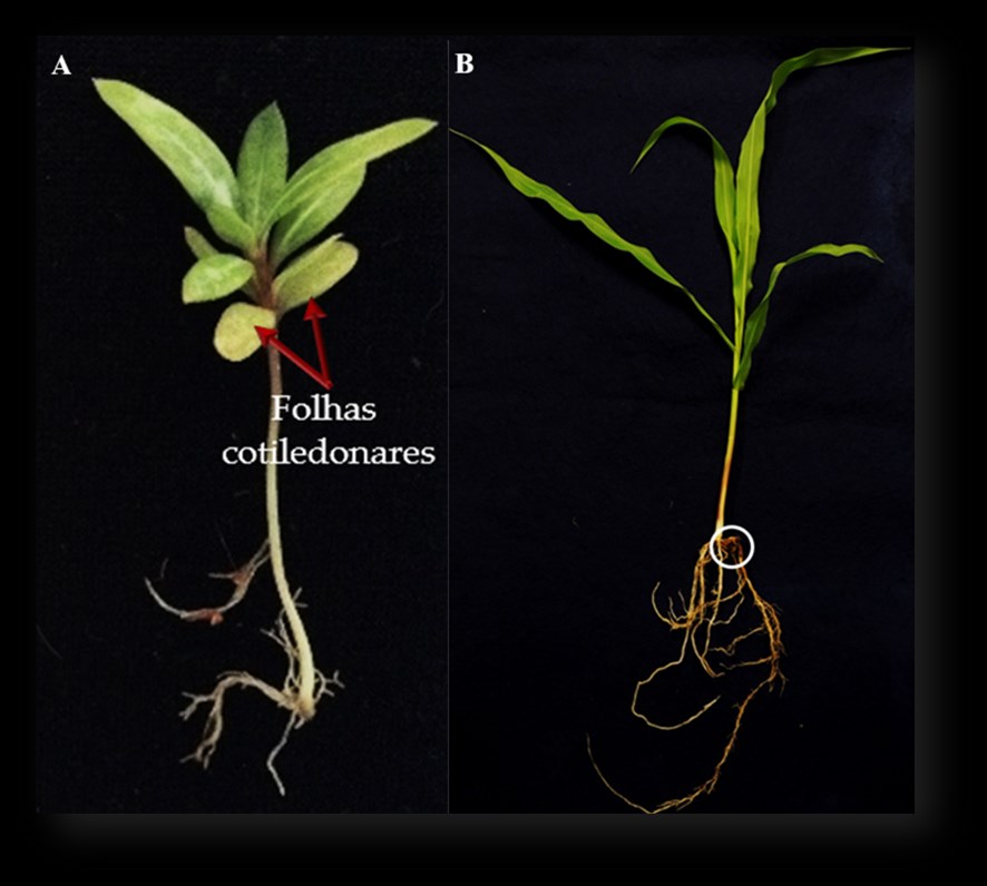 Morfologia da raiz de plantas com sementes Não se preocupe!!!! Todos esses termos: colo, coleto, radícula, pivotante ou fasciculada, serão devidamente definidos nos itens que se seguem.