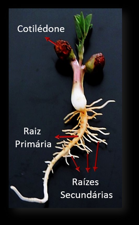 Morfologia da raiz de plantas com sementes As raízes são estruturas fundamentais nas diferentes espécies vegetais, geralmente constituem o sistema subterrâneo e são conduzidas em direção ao solo, por