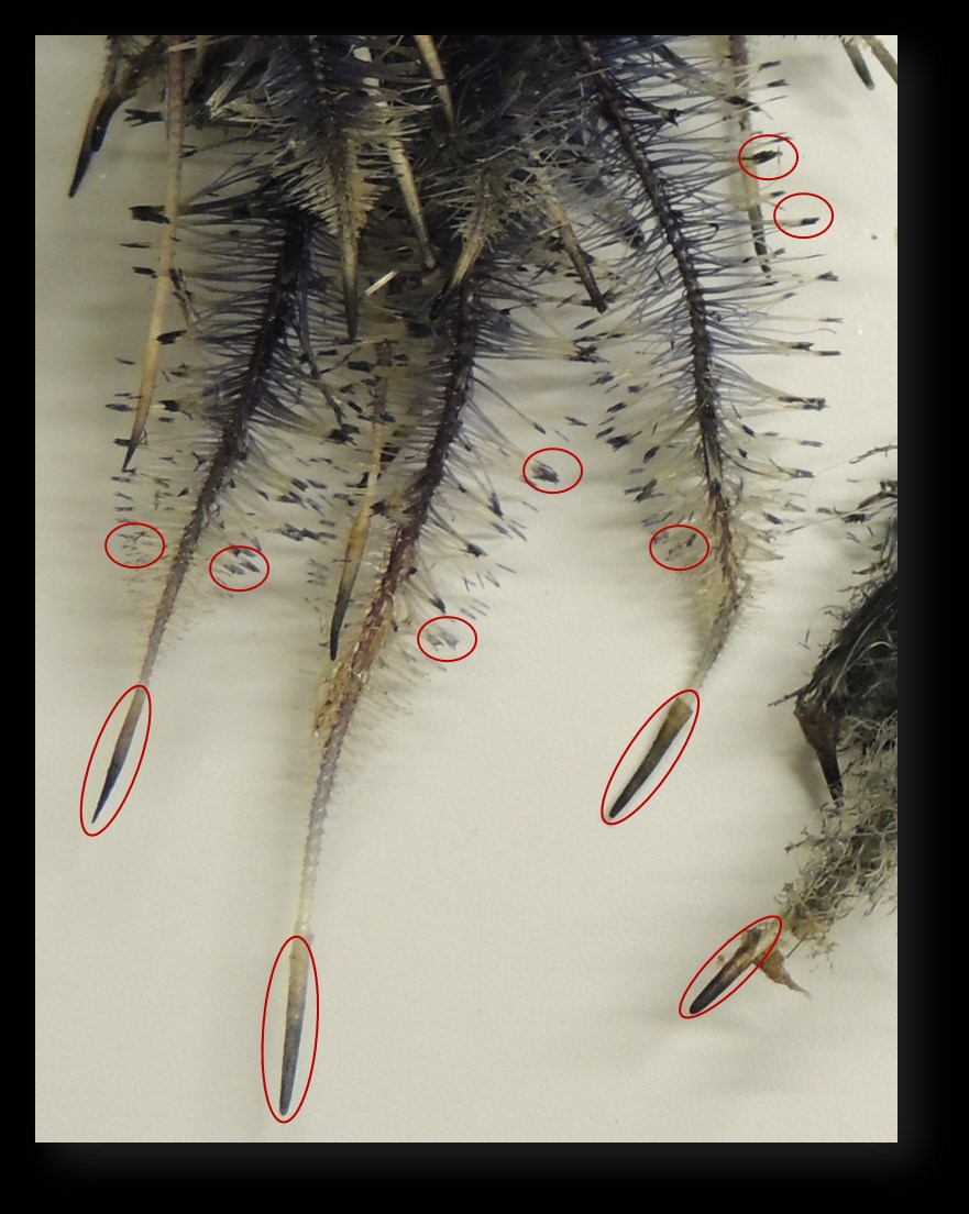 Morfologia da raiz de plantas com sementes Figura 18 Detalhe do sistema radicular de aguapé evidenciando as radicelas na
