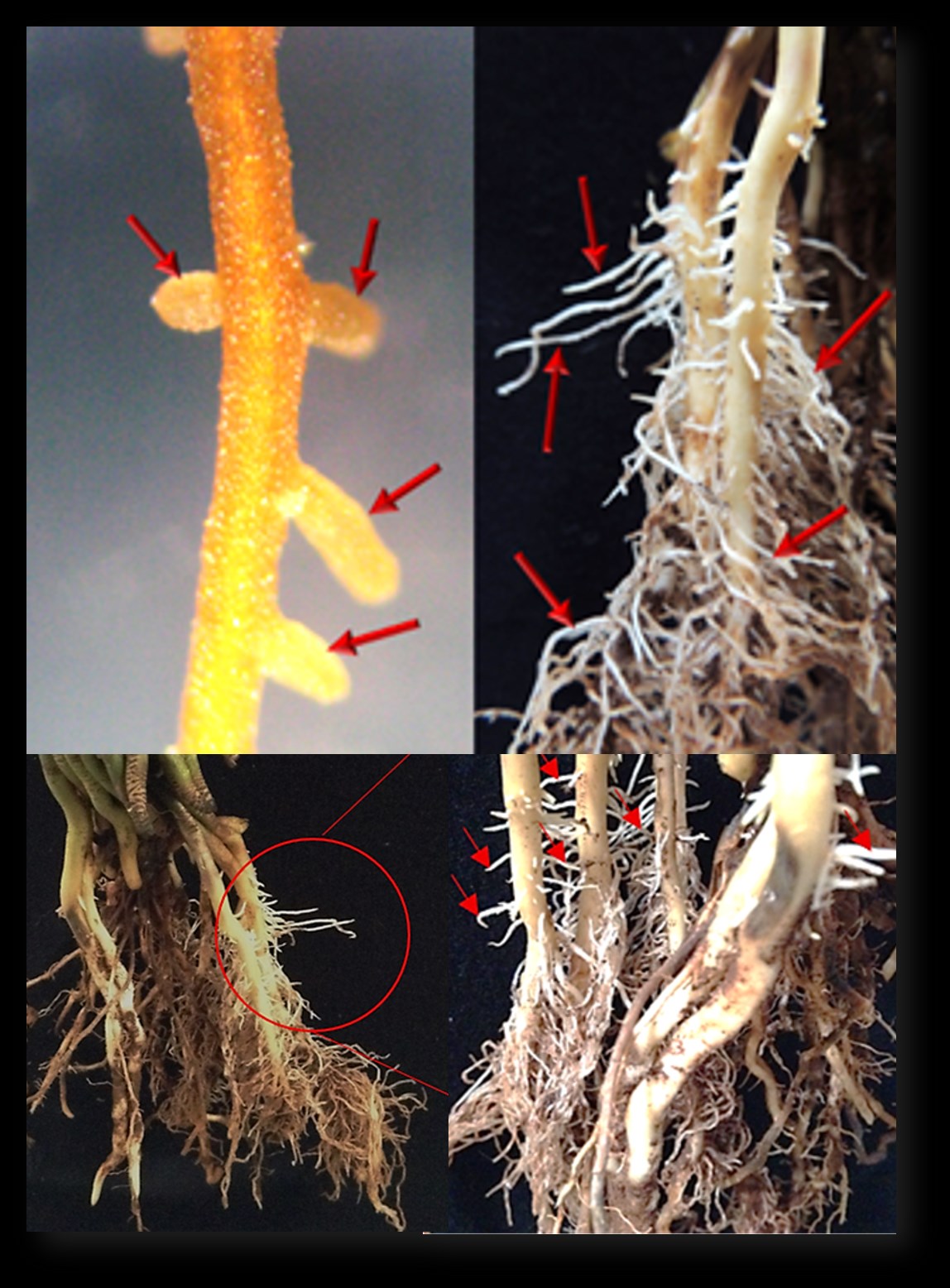 Morfologia da raiz de plantas com sementes Figura 20 - Raízes