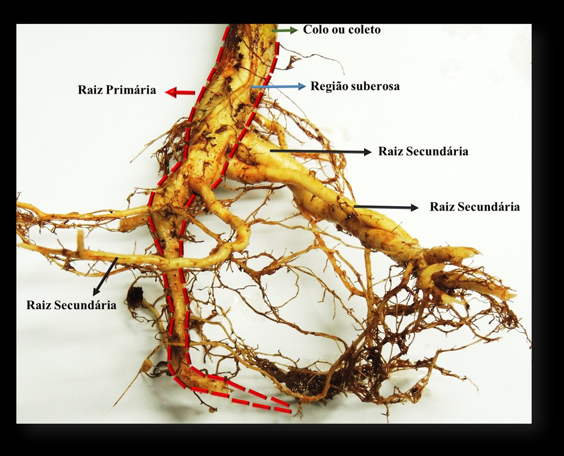Marcílio de Almeida e Cristina Vieira de Almeida Figura 21 Raiz primária (linha tracejada vermelha), evidenciando a região de ramificação ou suberosa Os sistemas