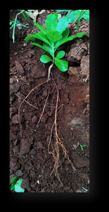 Morfologia da raiz de plantas com sementes Figura 22 Sistemas Radiculares Axial em Eudicotiledônea (A) e Fasciculado em Monocotiledônea (B), ambos determinados pela região suberosa ou de ramificação