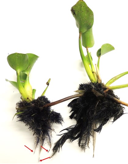 Morfologia da raiz de plantas com sementes Figura 29 Aguapé: