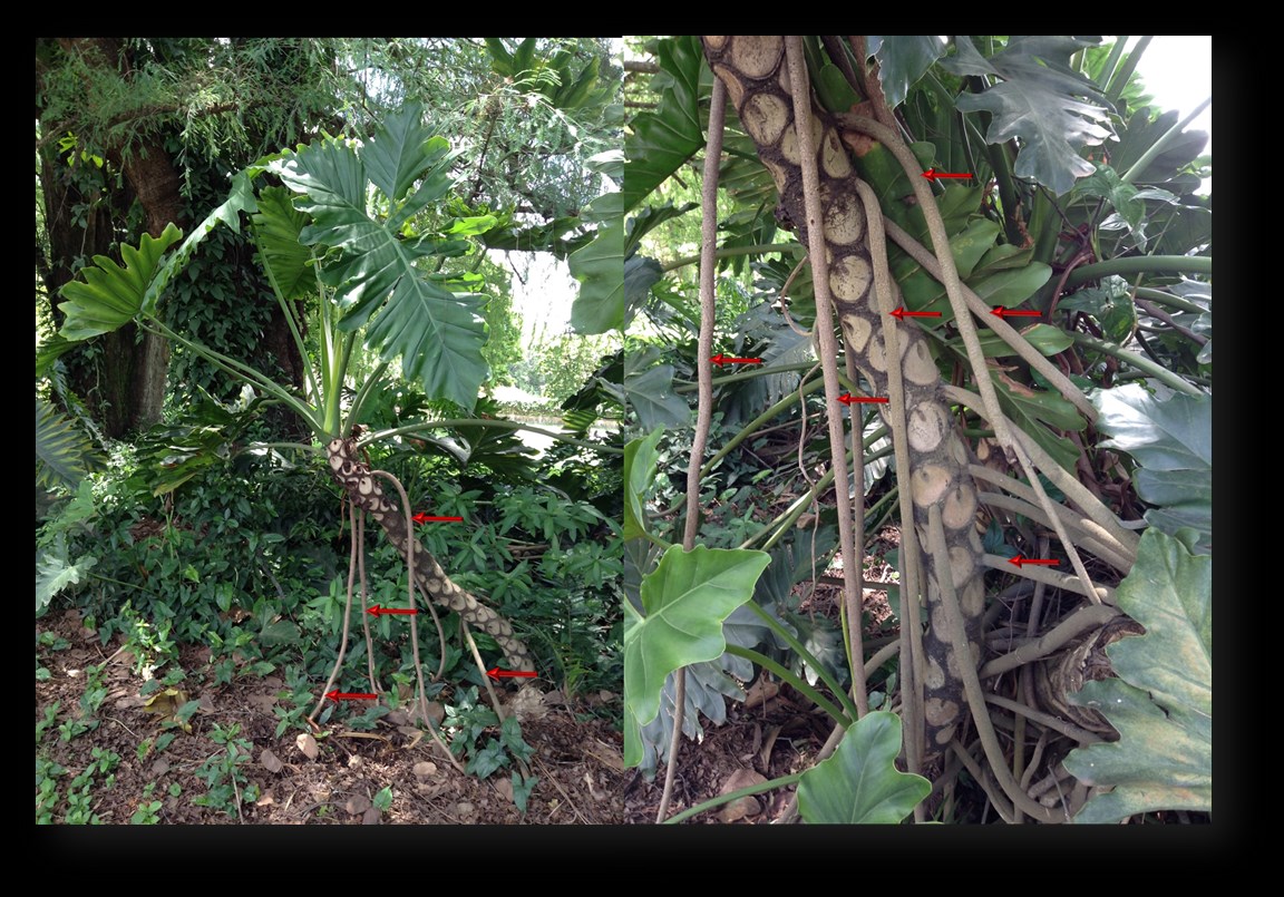 Morfologia da raiz de plantas com sementes As raízes aéreas têm por função auxiliar a fixação da planta ao hospedeira.