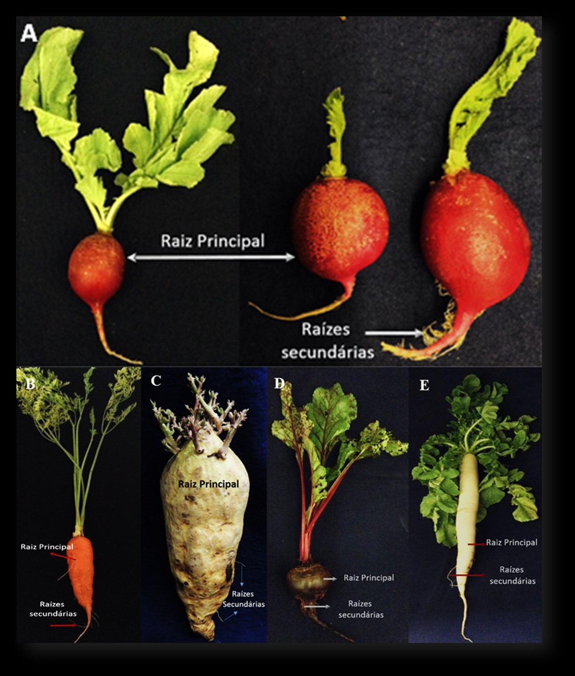 Morfologia da raiz de plantas com sementes Figura 36 Raízes Subterrâneas