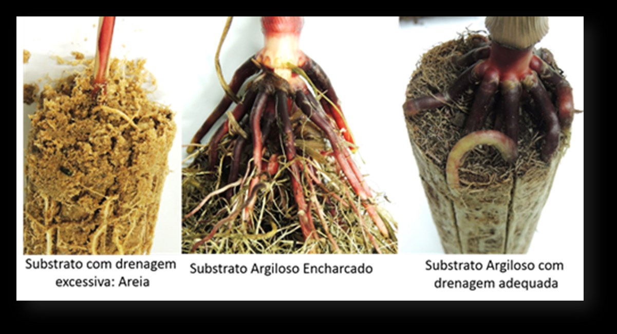 Marcílio de Almeida e Cristina Vieira de Almeida Durante muitos anos a espécie, Rhizophora mangle, típica de manguezais, foi citada como exemplo de planta que apresenta raízes escora.